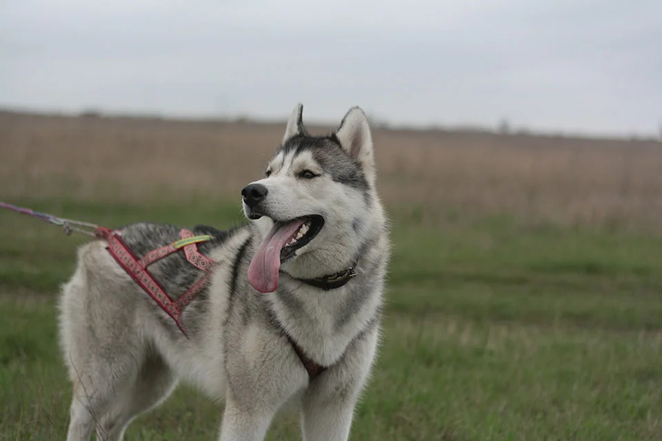 husky siberiano agitado husky siberiano agitado