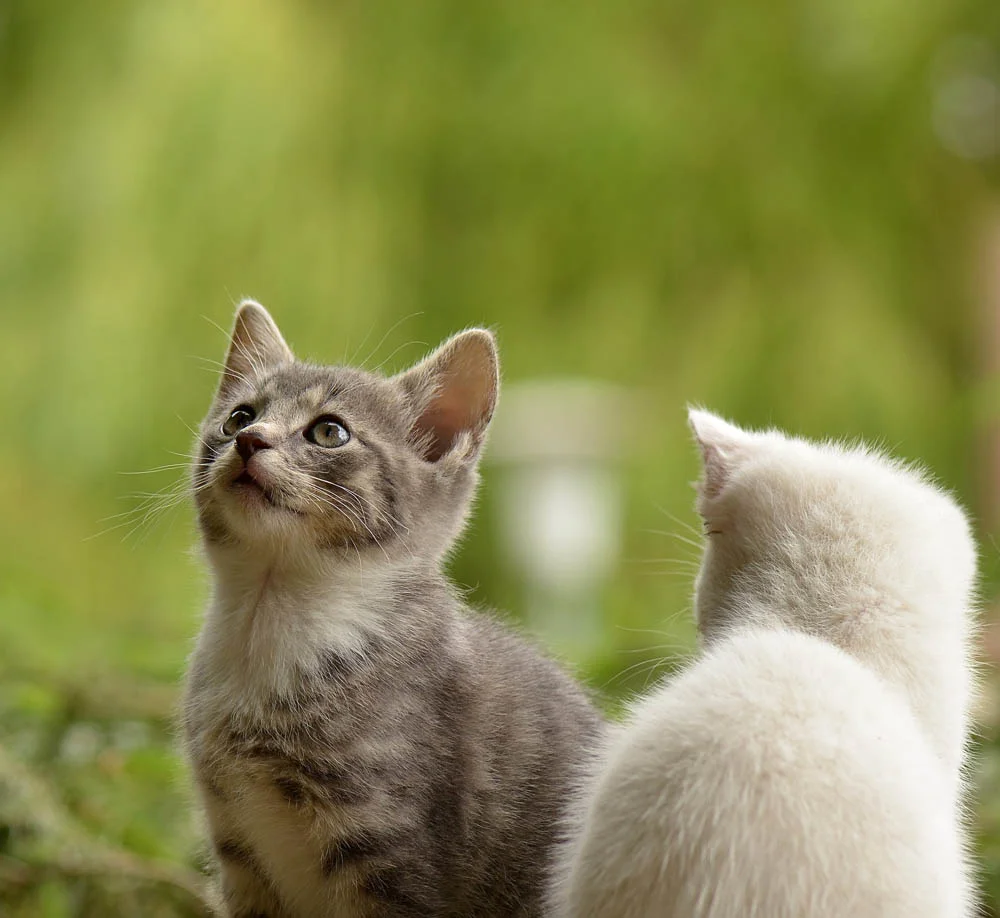 La emesis felina la emesis felina