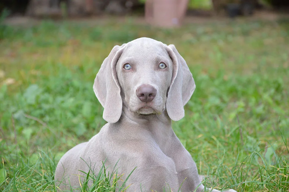perro de ojos azules braco de Weimar