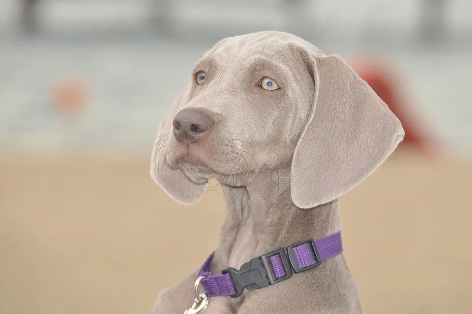 Actualmente el Weimaraner o braco de Weimar es utilizado como perro de búsqueda y rescate Actualmente el Weimaraner o braco de Weimar es utilizado como perro de búsqueda y rescate