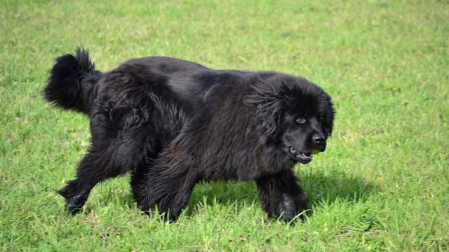 Perro de Terranova negro caminando sobre el pasto