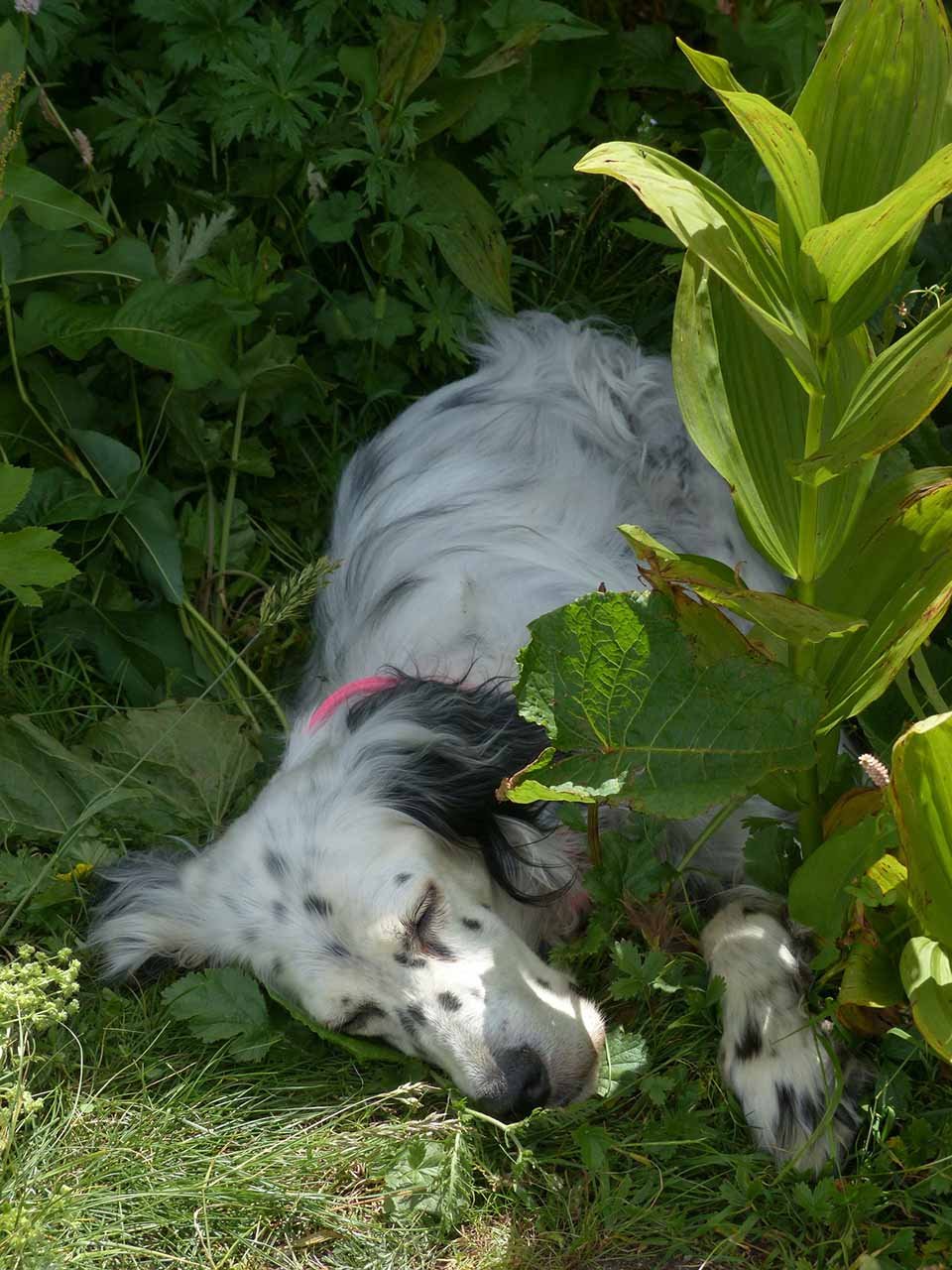 setter inglés descansando