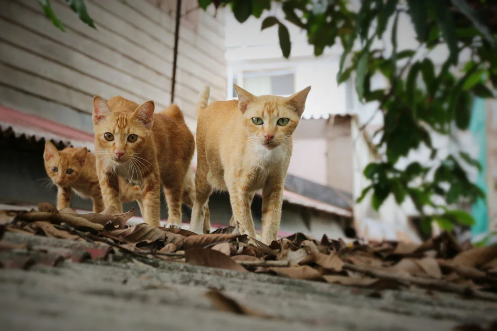 Vómito felino Vómito felino