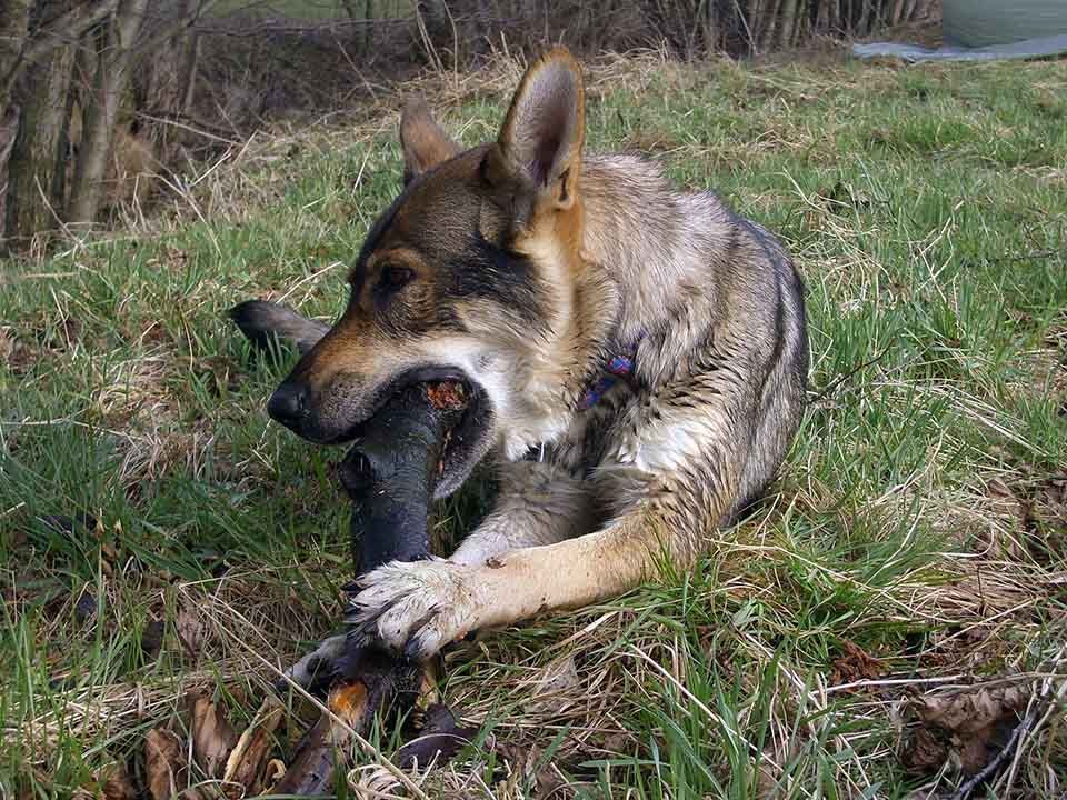 wolfdog checoslovaco mordiendo