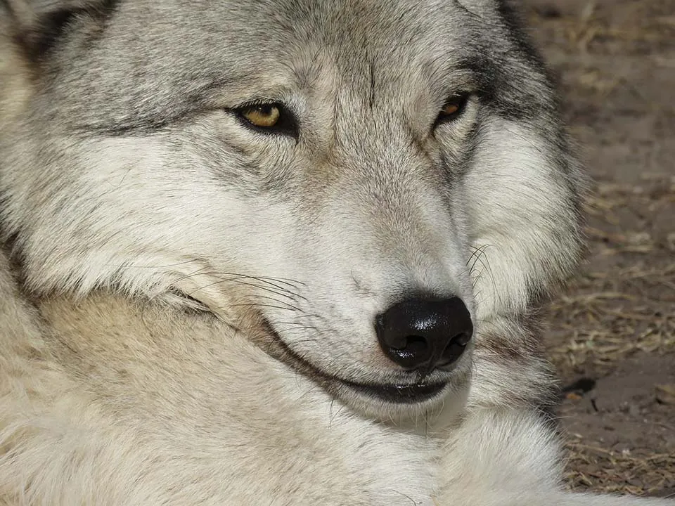 wolfdog (perro lobo)