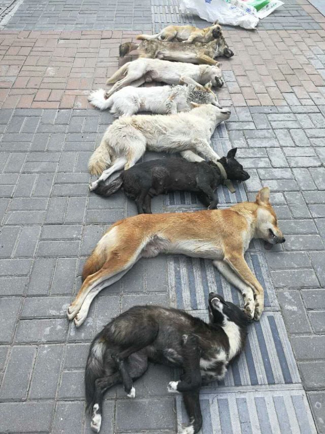 8 perro asesinados