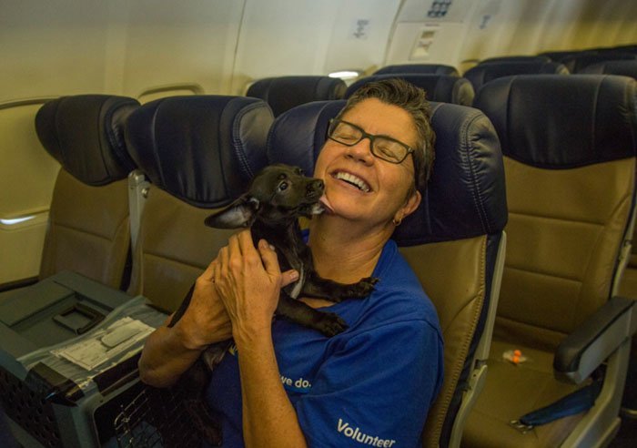 Aerolínea ayuda a perros y gatos rescatados Aerolínea ayuda a perros y gatos rescatados