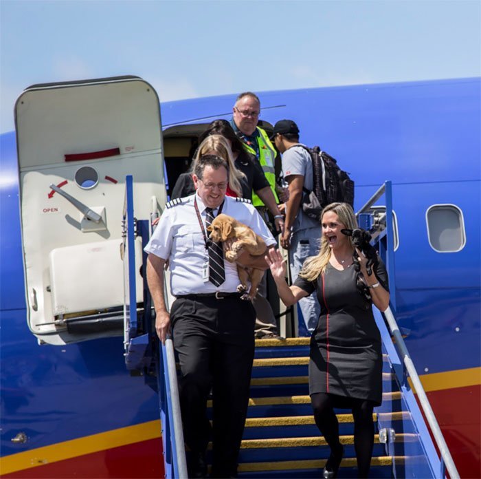 Aerolínea ayuda animales rescatados Aerolínea ayuda animales rescatados