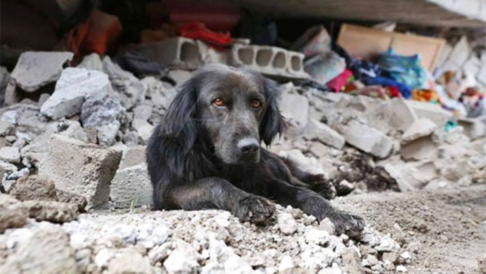 ¿Cómo puedes ayudar a las personas y a los animales afectados por el sismo en México? 1 Ayudar animales sismo en México