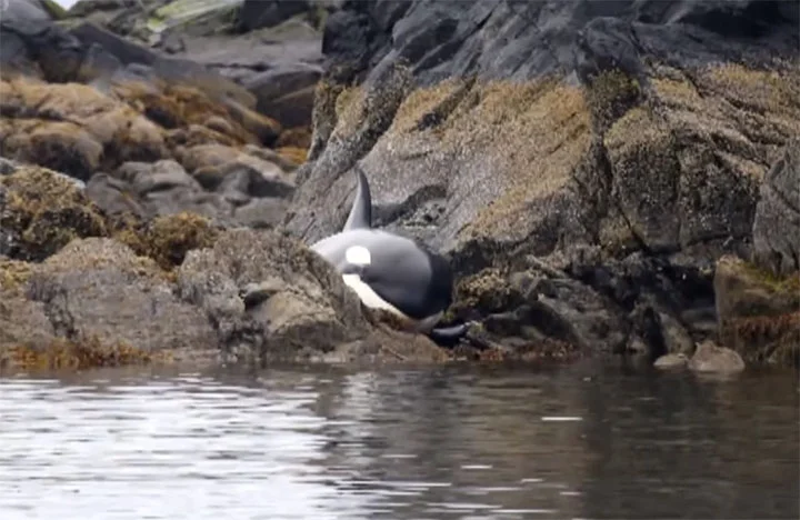 Ballena atrapada entre rocas Ballena atrapada entre rocas