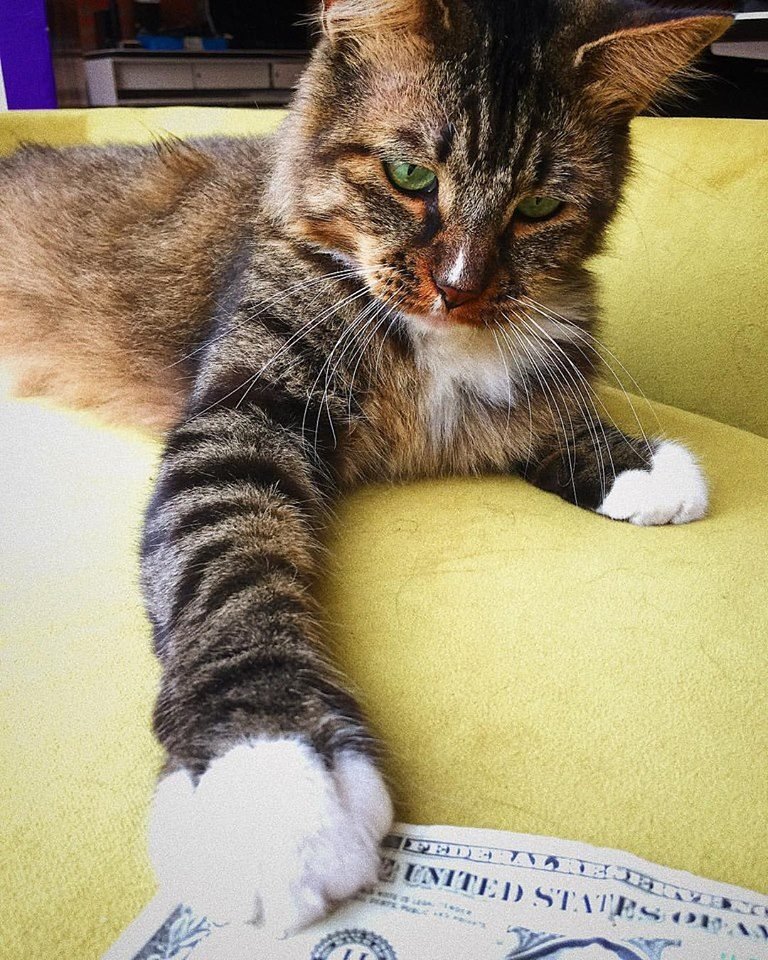 Cashnip ama el dinero Cashnip ama el dinero