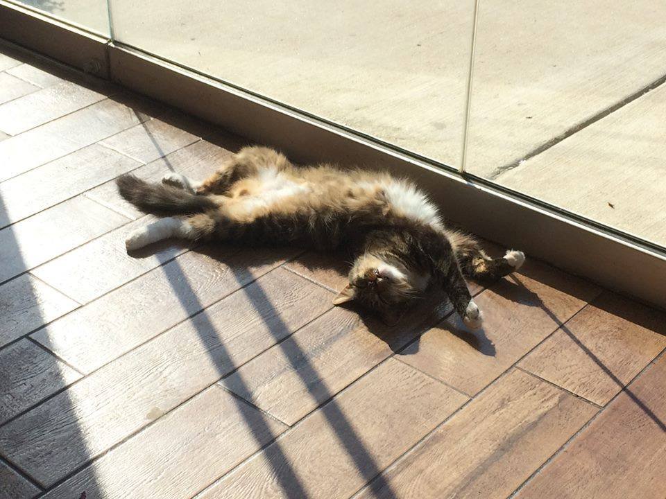 Cashnip toma el sol Cashnip toma el sol