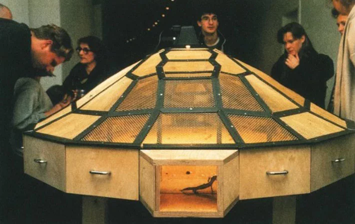 Concha de tortuga