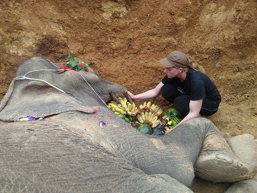 Despedida elefante forzado a pasear a los turistas