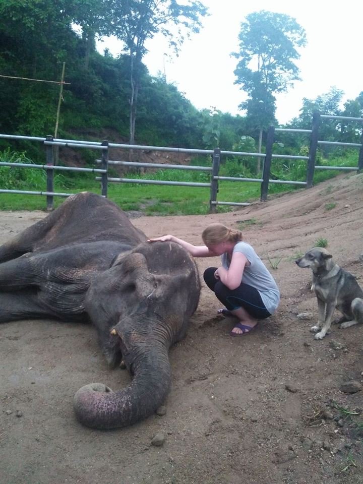 Dulce adiós a elefante