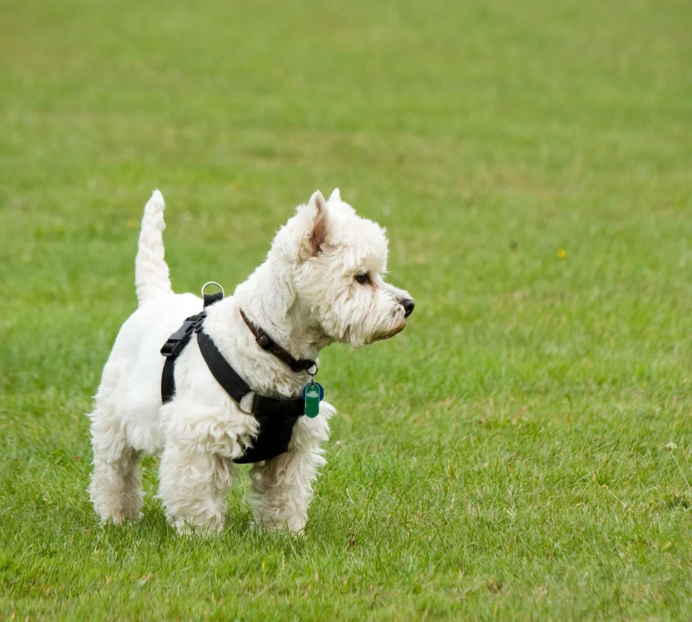 El west highland white terrier El west highland white terrier