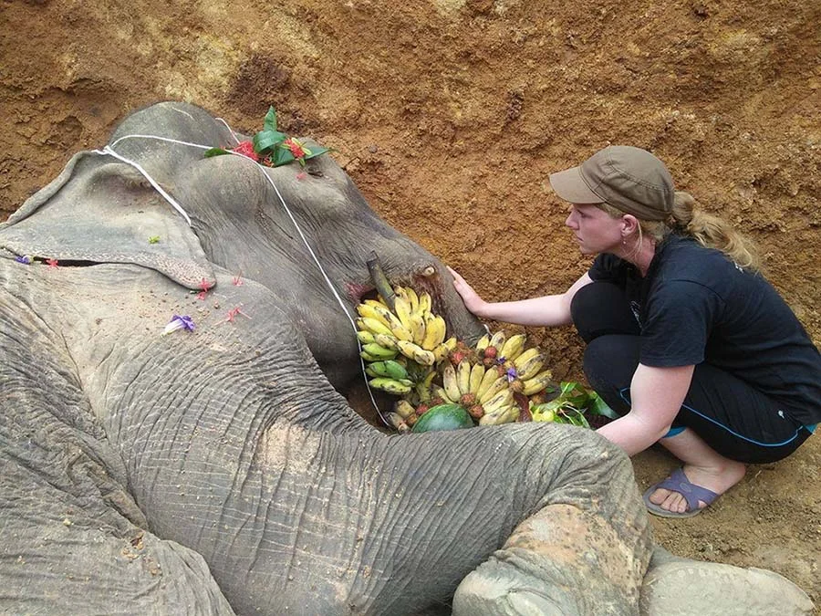 Elefante despedida