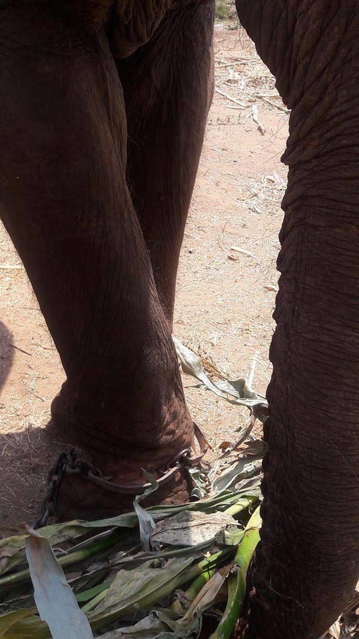 Elefante encadenado