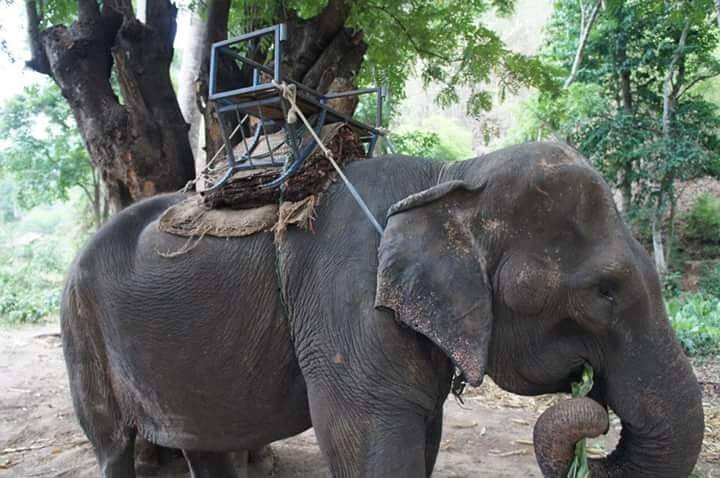 Elefante forzada a pasear a turistas