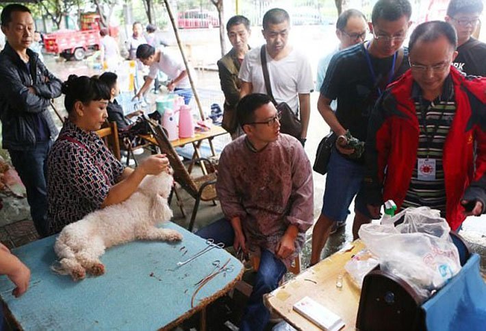 En las calles de China eliminan cuerdas vocales a los perros En las calles de China eliminan cuerdas vocales a los perros