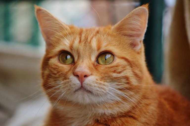 Otitis en gatos, causas, síntomas, recomendaciones y tratamiento