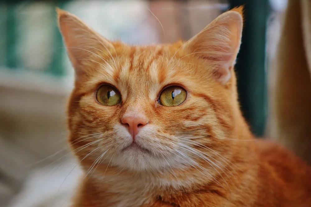 Enfermedad felina Enfermedad felina