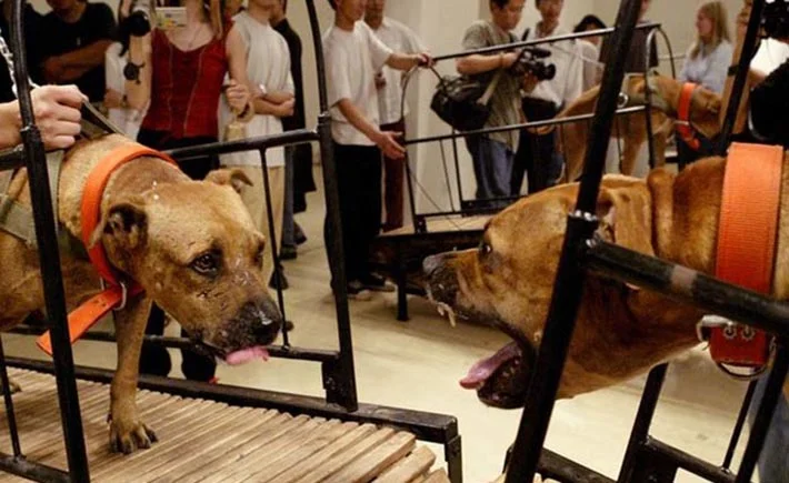 Exposición del museo Guggenheim exhibe perros de pelea