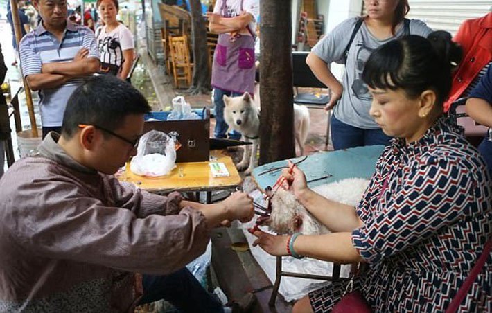 Falso veterinario chino Falso veterinario chino