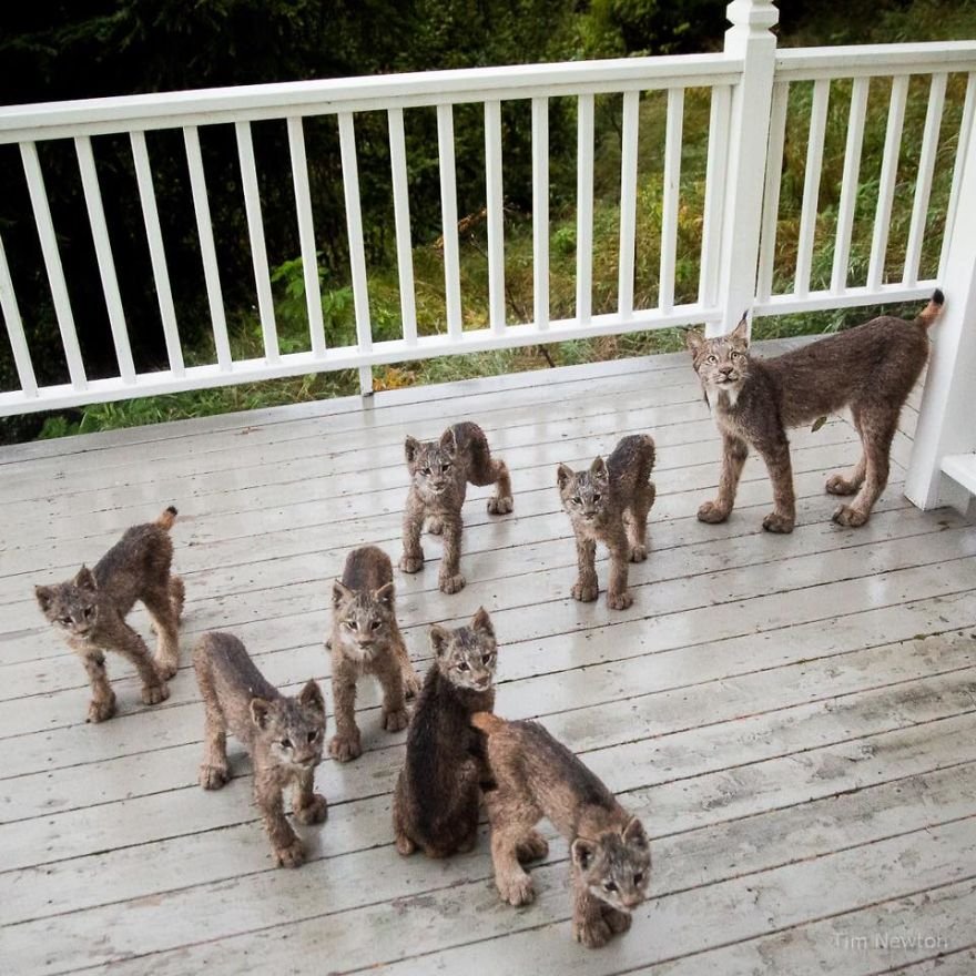 Familia de linces Familia de linces