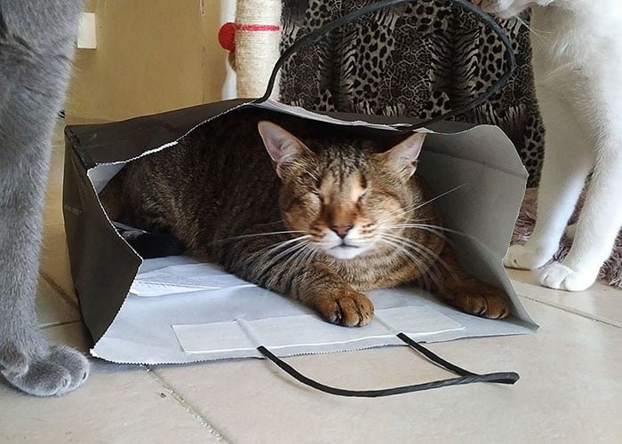 Gatito ciego