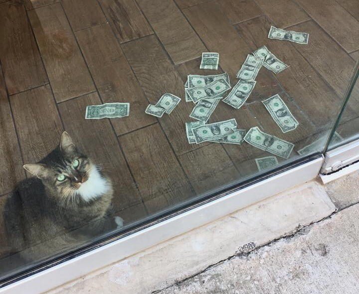 Gatito con su dinero Gatito con su dinero