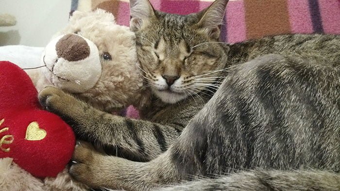 Gato adoptados