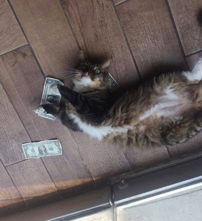 Gato ama el dinero Gato ama el dinero