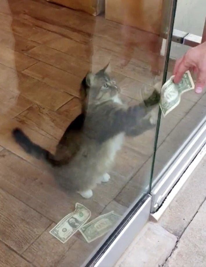 Gato arrebata dinero Gato arrebata dinero