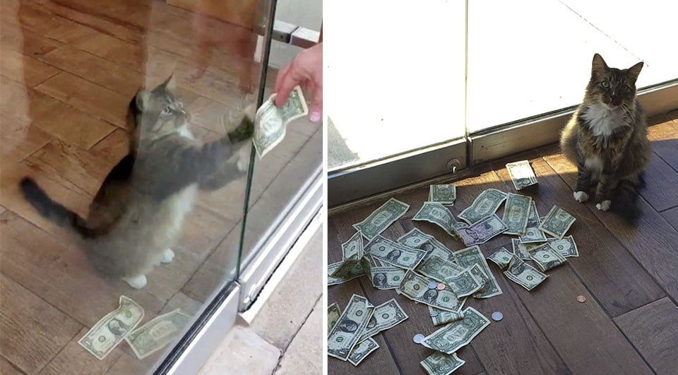 Gato de una oficina sorprende a sus humanos cuando descubren que ha estado arrebatando dinero de los transeúntes 1 Gato arrebata el dinero de los transeúntes