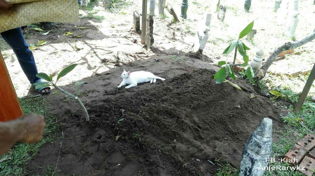 Gato blanco en la tumba Gato blanco en la tumba