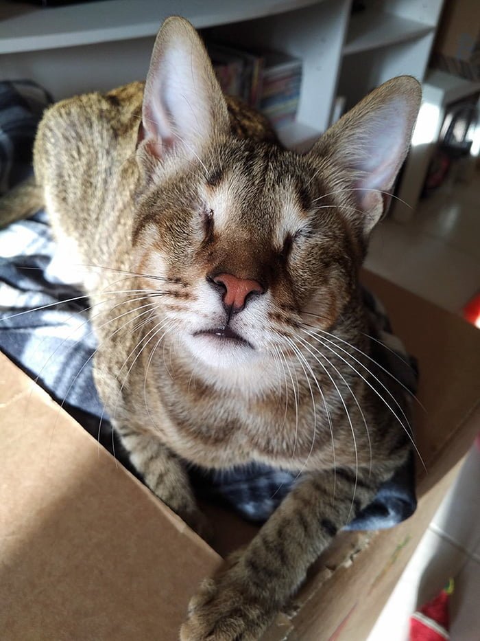 Gato ciego