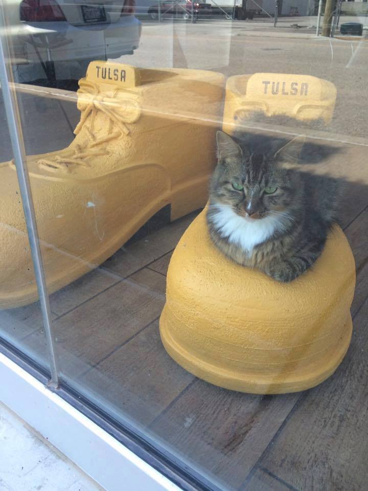 Gato en el cristal Gato en el cristal