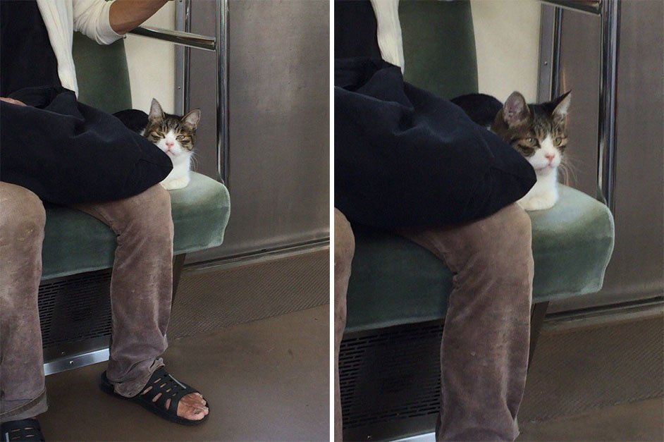Gato en el metro de Tokio Gato en el metro de Tokio