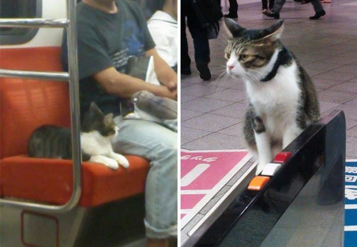 Gato pasea en tren Gato pasea en tren