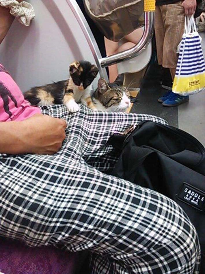 Gato paseando Gato paseando