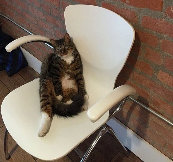 Gato rescatado Gato rescatado