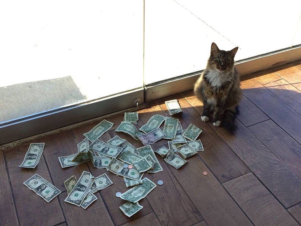 Gato toma el dinero de los transeúntes Gato toma el dinero de los transeúntes