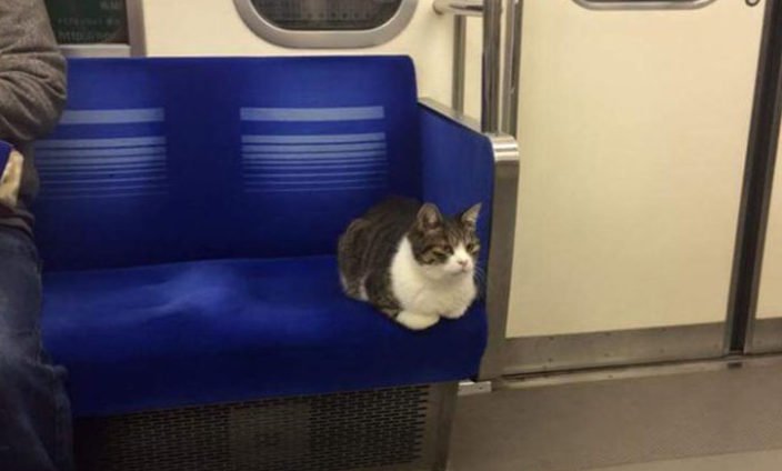 Gato toma el metro de Tokio por si mismo