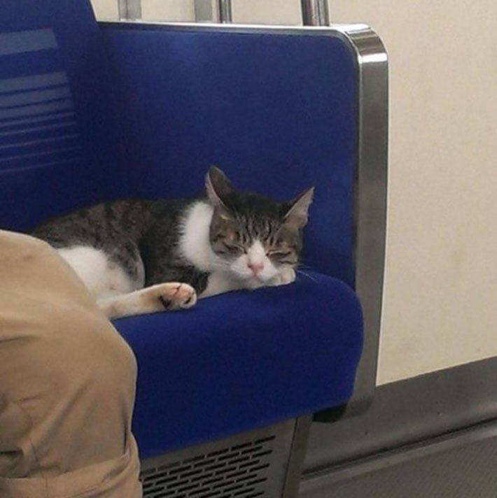 Gato toma el metro Gato toma el metro