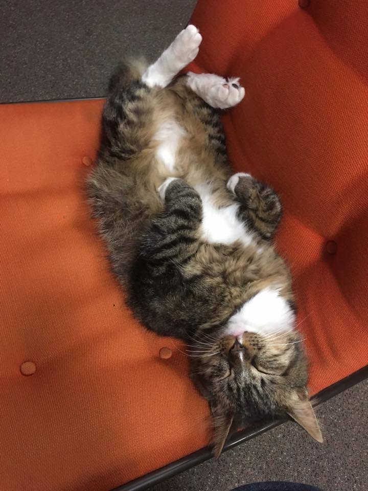 Gato toma siesta Gato toma siesta
