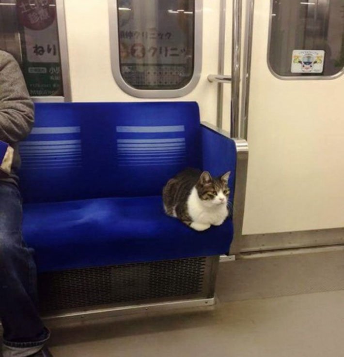 Gato viaja en metro en Tokio desde 2013 Gato viaja en metro en Tokio desde 2013