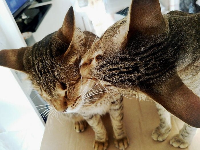 Gatos amorosos
