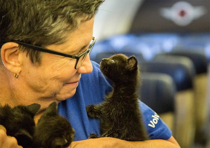 Gatos en vuelo Gatos en vuelo