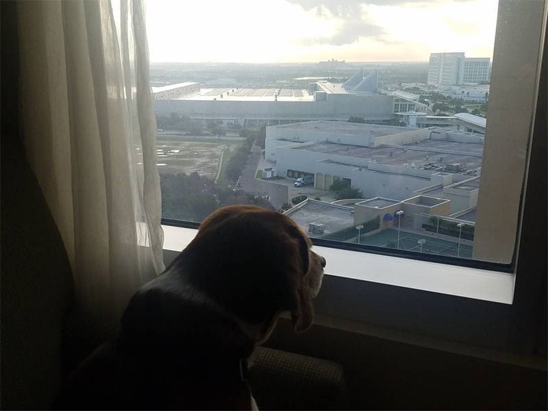 Hotel permitió a más de 900 perros y sus familias refugiarse del huracán Irma en Orlando 6 Hotel permite perros durante huracán